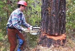 Firmă austriacă angajează şapte drujbişti. Vezi ce condiţii trebuie să îndeplineşti!