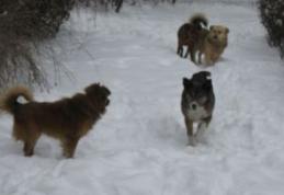 Proprietarul câinilor care au sfâşiat vineri un copil aflat la săniuş, cercetat de poliţişti