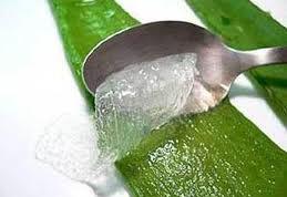 Aloe Vera vindecă arsurile şi iritaţiile pielii