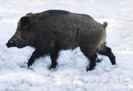 Tânăr ajuns de urgenţă la Spitalul Municipal Dorohoi după ce a fost muşcat de un porc mistreţ