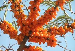 Siropul de cătină te apără de gripă