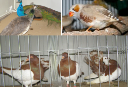 Expoziție cu păsări vii la Muzeul de Științele Naturii din Dorohoi