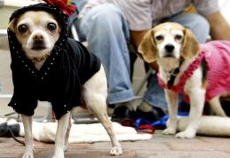 Cum îţi poţi asigura în România câinele, pisica, soţia sau naşii de cununie