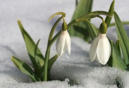 Pentru majoritatea dorohoienilor, 1 Martie înseamnă începutul primăverii. Vezi rezultatul sondajului