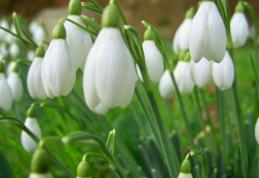 Luna martie vine cu vreme caldă şi însorită. Prognoza pe trei zile