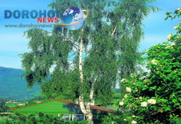 Grădina verde vă informează: Mesteacănul (Betula pendula) 