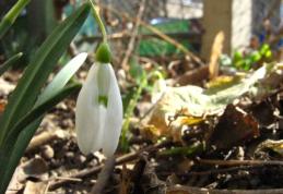 Vezi prognoza meteo pe trei zile. Vreme de primăvară