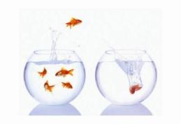 PNL înghite PDL filială cu filială