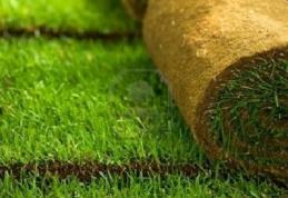 Grădina verde vă informează: Gazonul