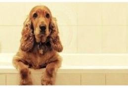  Ce nu le place animalelor la oameni