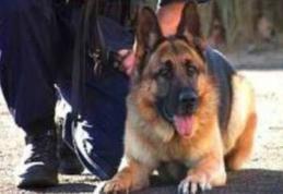 Autorul unui furt descoperit de câinele de urmă al Poliţiei de Frontieră