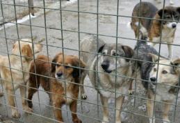 Propunere legislativă adoptată: Doar câinii bolnavi vor putea fi eutanasiați