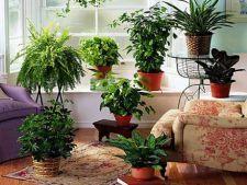 Frumoase dar periculoase - florile otrăvitoare din apartament