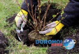 Ocolul Silvic Dorohoi organizează „Luna plantării arborilor”