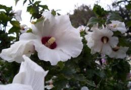 Grădina verde vă informează: Hibiscus syriacus, trandafirul sau zămoşiţa de Siria