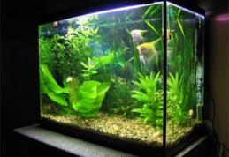 Pericolul din acvariu! Vezi ce boli puteţi face de la peștii din acvariu