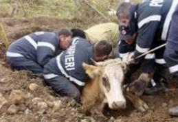 Bovină căzută într-o fosă septică, salvată de pompierii botoşăneni