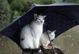 Meteo - Este clar, mai plouă, dar vine și gerul