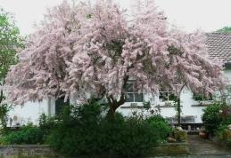 Grădina verde vă informează: Tamarix ramossisima sau cătina roșie