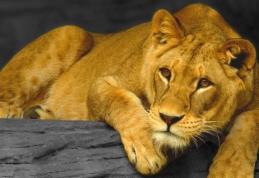 O adolescentă, mușcată de o leoaică de la Grădina Zoologică din Rădăuţi