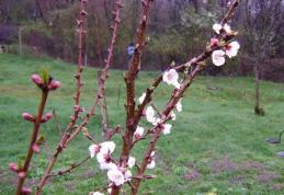 Prognoza meteo pentru următoarele două săptămâni