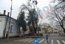 Sute de cuiburi de ciori, doborâte în parcul Primariei din Dorohoi - FOTO
