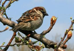 Scăpăm de ploi şi de frig. Vezi prognoza meteo pentru intervalul 15 -28 aprilie