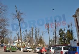 Primim la redacţie: „Opriţi măcelărirea copacilor din Dorohoi !” - FOTO