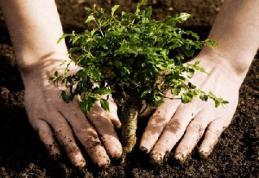 O nouă campanie de plantare de pomi va fi organizată la Dorohoi sub sloganul „Te iubesc Dorohoi”