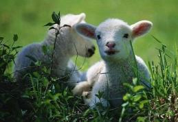 Prof.Gh. Mencinicopschi: mieii sub 10 kg, periculoşi pentru sănătate