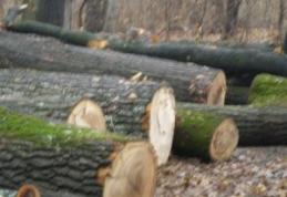 Fostul şef al Ocolului Silvic Dorohoi şi un fost pădurar condamnaţi pentru tăierea unei păduri