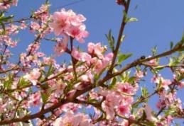 Dacă ești în pană de idei, iată câteva mesaje pe care pe care le poți trimite de Florii