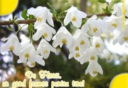 Peste 1,4 milioane de români îşi serbează onomastica de Florii