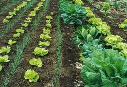 500 de fermieri botoşăneni vor să producă ECO