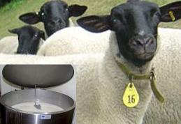 NOU! În 10 localități din județ, inclusiv Dorohoi se înființează centre de colectare a laptelui de oaie