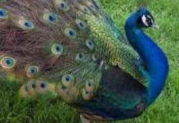 Păun salvat dintr-un copac de pompieri