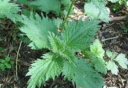 Vezi ce beneficii uimitoare are urzica