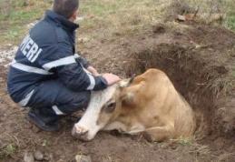 Vacă salvată dintr-o mlaştină de pompieri