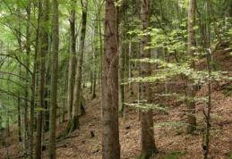 Liceul Teoretic „Anastasie Başotă” organizează licitaţie de vânzare masa lemnoasa pe picior