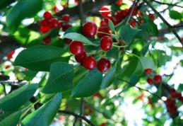 Fructele minune! Vişinele scad colesterolul „rău”, iar căpşunele îţi pun sângele în mişcare