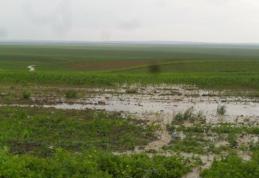 Gospodării, drumuri şi culturi distruse de ploile torențiale, în ultimele două zile