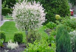 Grădina verde vă informează: Salcia decorativă - FOTO