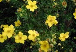 Grădina Verde vă informează: Potentila fruticosa