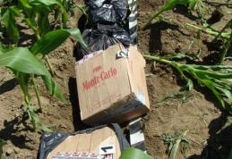 60.000 ţigarete de contrabanda, găsite de polițiștii de frontieră dărăbăneni ascunse într-un lan cu porumb