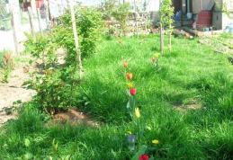 Vezi în ce localitate primești amendă de 2000 de lei dacă nu plantezi iarbă în jurul blocului