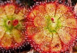 Planta care ucide şi mănâncă oi a înflorit pentru prima dată pe continentul european