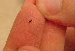 Atenție! Invazie de purici în mai multe cartiere din Botoșani