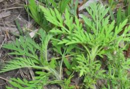 Atenţie la alergiile provocate de Ambrosia artemisiifolia