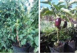 Grădina Verde vă informează: Cultivarea legumelor la ghiveci