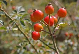 Efectul miraculos al măceşelor asupra organismului